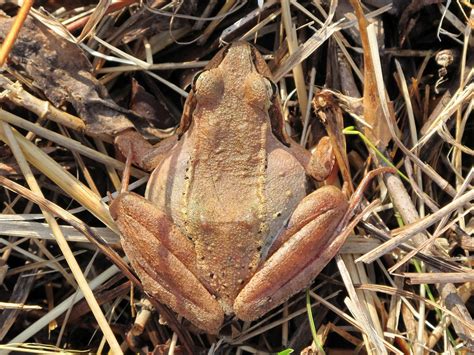 Blue Jay Barrens Wood Frog