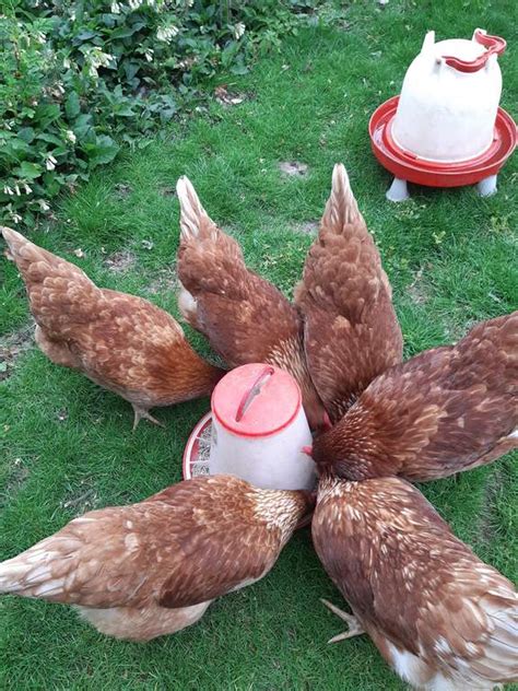 Eton 3kg Plastic Poultry Feeder Red Feeders And Drinkers For Chickens