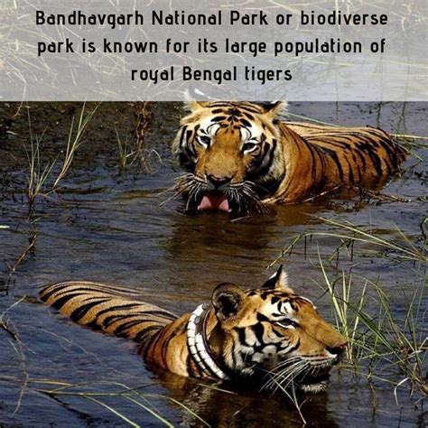 Bandhavgarh National Park Is Located In The Umaria District Of Madhya