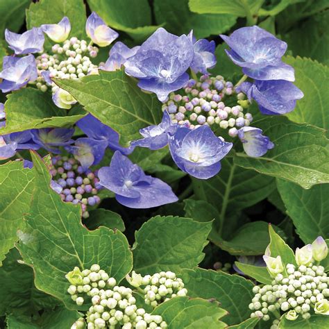 Blue flower tones appear in the french or bigleaf hydrangea. Teller's Blue hydrangea | Blue hydrangea, Hydrangea, Plants