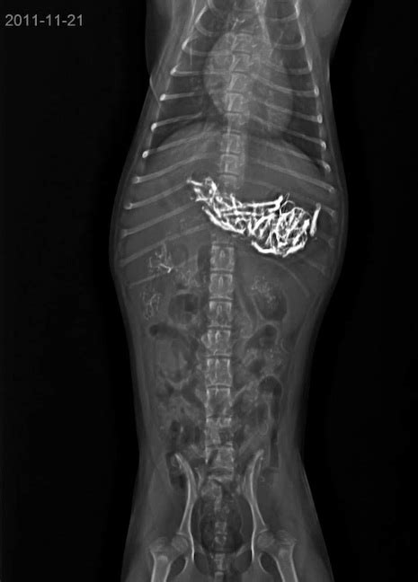 20 X Rays Of Weird And Shocking Things Dogs Have Swallowed Art Sheep