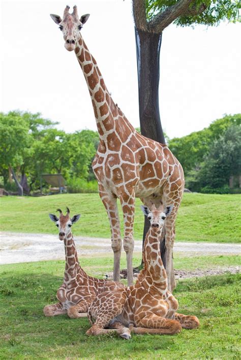 Two Baby Giraffes Join Tampa Bay Herd Animal Fact Guide
