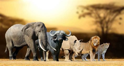 The Big Five Animals Of Africa Plus Wild Facts