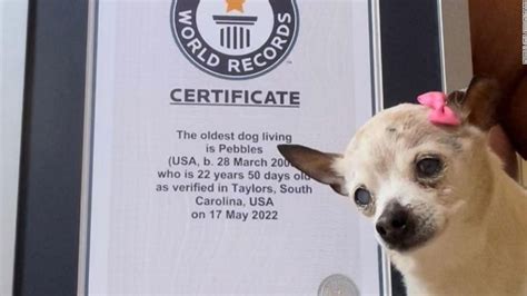 世界最高齢の犬「ペブル」死ぬ、22歳 今年ギネス認定 Jp