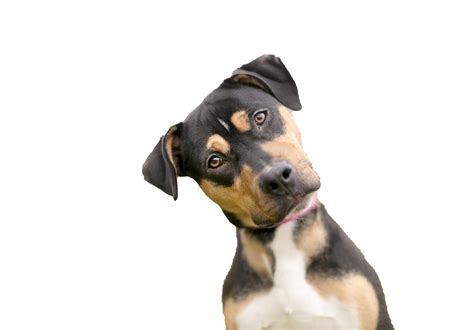 Dog Looking Png Photos Png Mart