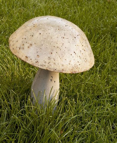 23 Diy Garden Mushrooms Design To Increase Your Backyard Concrete