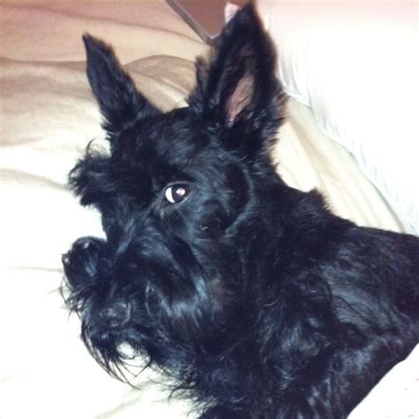 The Look Of A Scottie I Know That Look Scottie Terrier Scottie Dog