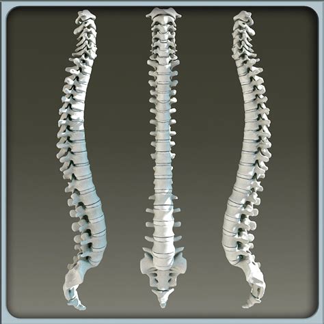 3d Model Vertebral Column Skeleton