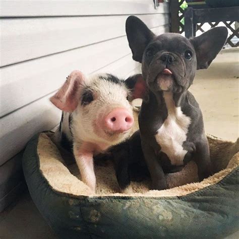 Pig is a character in peppa pig. This Rescue Piglet Befriends A French Bulldog Puppy | Animals, Bulldog puppies, Dog friends
