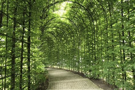 14 Spectacular Tree Lined Paths Thatll Leave You In Awe Photos
