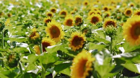 Summer Of Sunflowers Being Held At Burnside Farms