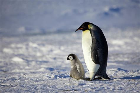 Emperor Penguin Antarctica Photograph By Fred Olivier