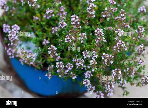 Garden Thyme English Thyme Common Thyme Thymus Vulgaris Blooming