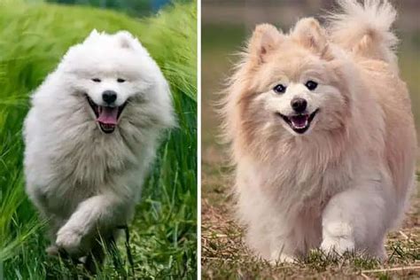Can A Samoyed And A Pomeranian Be Friends