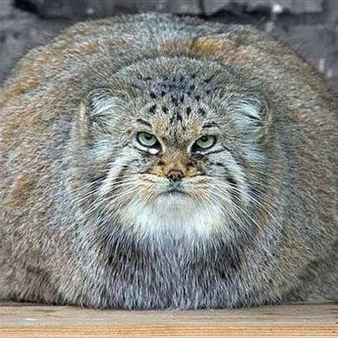 While we offer fish as a treat, it is not a staple in our diet. Pallas Cat | Big cats, Cats, Pallas's cat