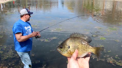 Shore fishing for bluegills takes on a new shine