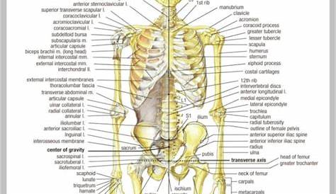 March | 2015 | Anatomy System - Human Body Anatomy diagram and chart