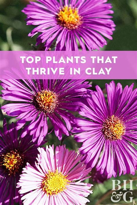 24 Perennials That Will Thrive In Heavy Clay Soil Artofit