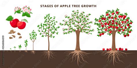 Apple Tree Growing Stages Vector Botanical Illustration In Flat