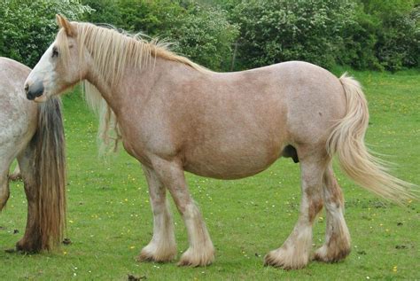 Gorgeous silver buckskin mare bred to hsf luck of the draw ( perlino) she is pssm1 negative negative. lovely strawberry roan gypsy horse mare - referred to as pink palomino | horses | Pinterest ...
