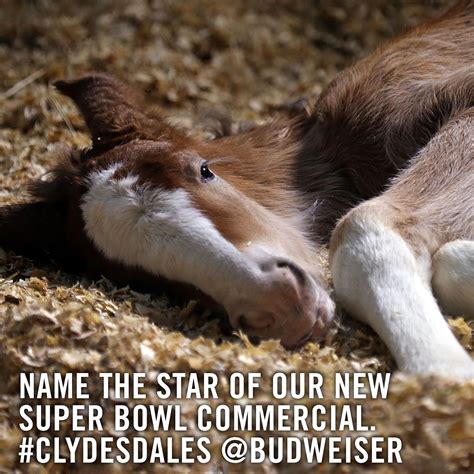 Budweisers First Ever Tweet Announces Birth Of Baby Clydesdale