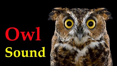 Sound Of Owl At Night Voice Of Bird Youtube