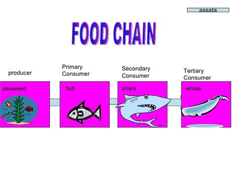 Mrs Parkers Food Chain Class Project