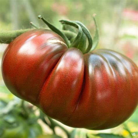Tomato Cherokee Purple — Green Acres Nursery And Supply