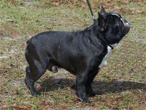 850 x 602 jpeg 60 кб. French Bulldog Puppies - French Bulldog Breeders - AKC ...