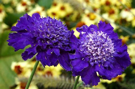 Kimiza 35 Dark Purple Pincushion Scabiosa Flower Seeds Perennial