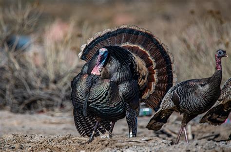 Tips For Fall Turkey Hunting Success Hunting Fishing And Outdoor