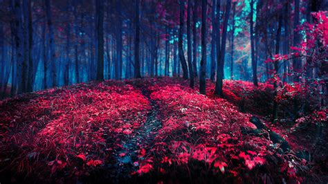 Wallpaper Sunlight Trees Forest Night Nature Red Branch Light