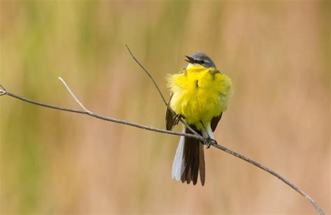 Western yellow wagtail motacilla flava el pájaro se sienta en el tallo