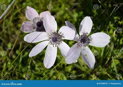 Details Of Wild Anemone Flowers Stock Image Image Of Isolated Focus