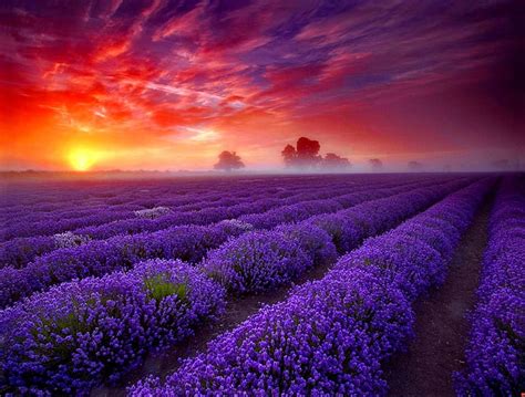 720p Free Download Lavender Sunset Red Pretty Colorful Sun