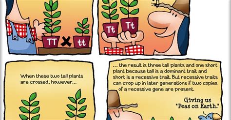 Chapter 5 Cute Comic Illustrating Mendels Genetic Experiments 7th