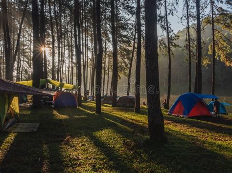 Many Tourists Go Out To Spread Their Tents And Sleep In The Pine Forest
