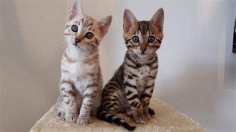Cheap And Beautiful Kittens For Sale To Keep As My Pet
