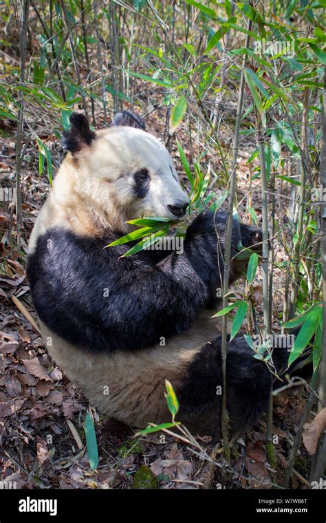 Giant Panda Ailuropoda Melanoleuca Feeding On Bamboo Qinling