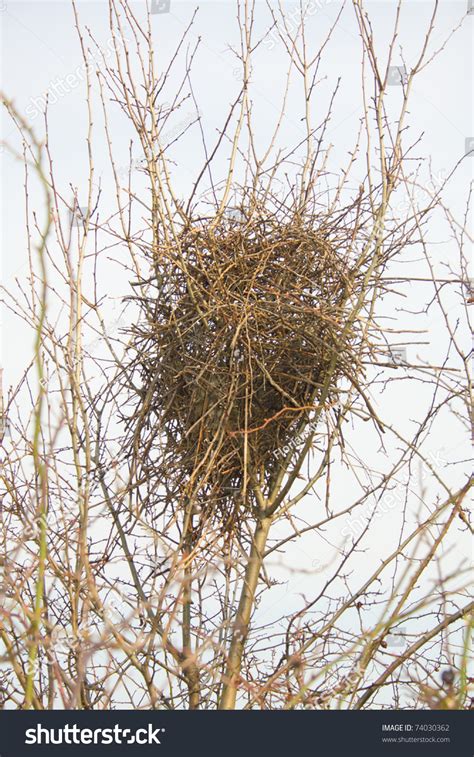 Забронировать апартаменты magpies nest в тредбо онлайн. Magpie Nest Stock Photo 74030362 - Shutterstock