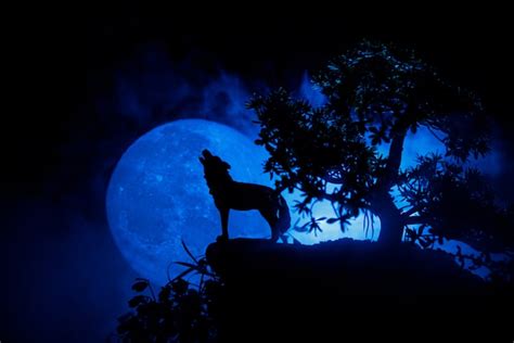 Learn How To Draw A Wolf Howling At The Moon Step By Step Scott