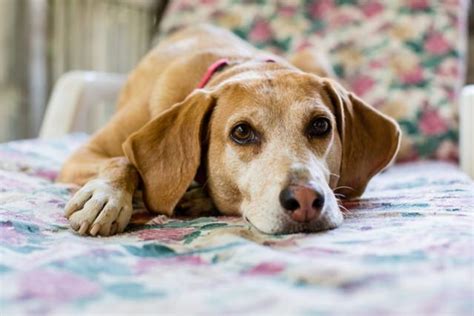 This can vary substantially based on the above information. The Life Expectancy of 165 Breeds of Dogs | Psychology Today