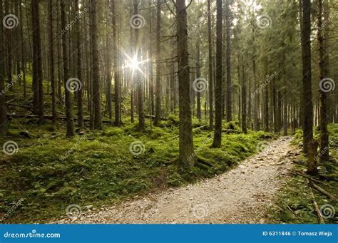 Pathway In The Fog Royalty Free Stock Image 26435164