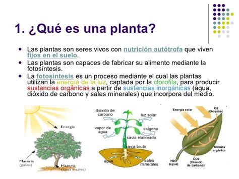Las Plantas My English And Science