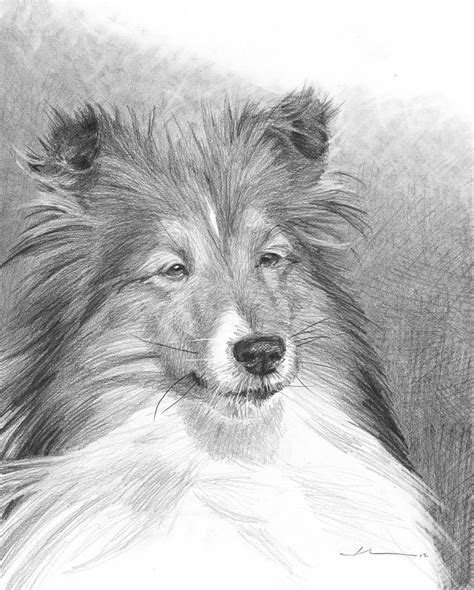 Sheltie Pencil Portrait Drawing By Mike Theuer Pixels