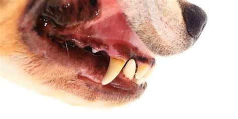 Bad Dog Teeth Common Signs And Home Treatment Options