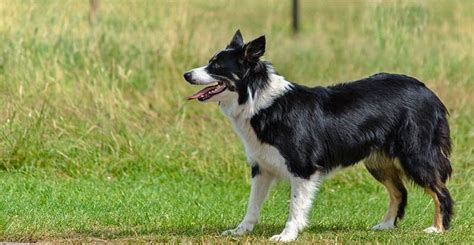 Discover The Border Collie Australian Shepherd Mix My Dogs Name