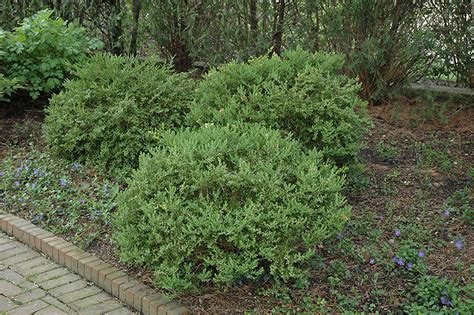 Wintergreen Korean Boxwood Buxus Microphylla Wintergreen In