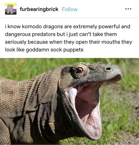 I Know Komodo Dragons Are Extremely Powerful And Dangerous Predators