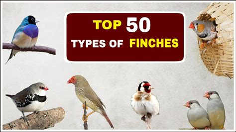 Top 50 Types Of Finches Finches And Names Youtube